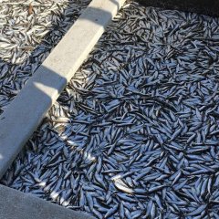 Kohalik amps – freshly smoked fish from a local fisherman in Kihnu